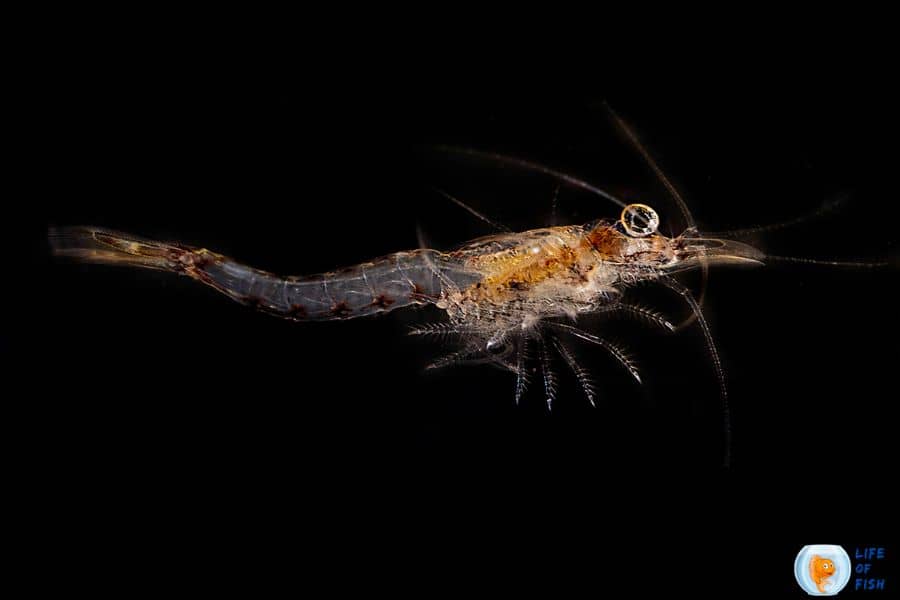 How to breed Mysis shrimp