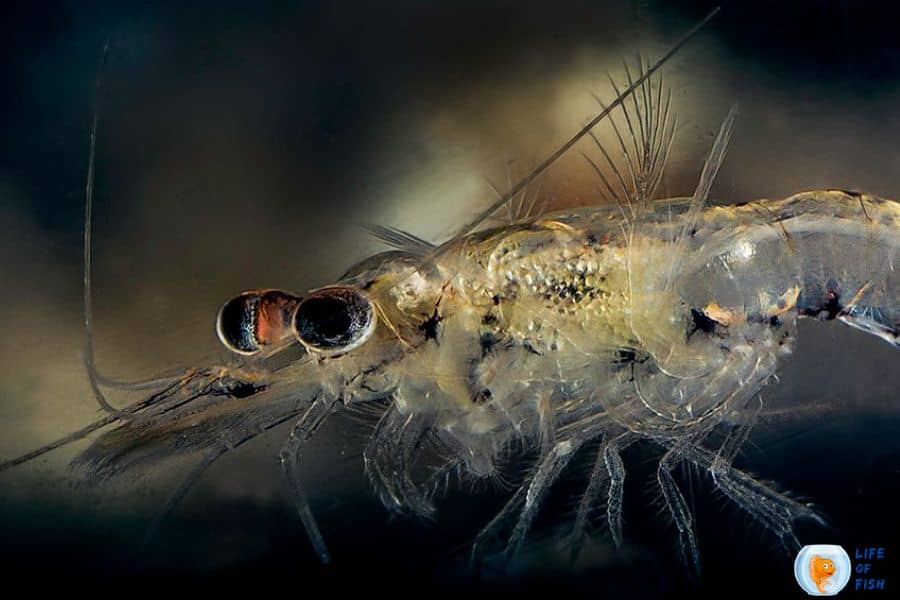 How to breed Mysis shrimp