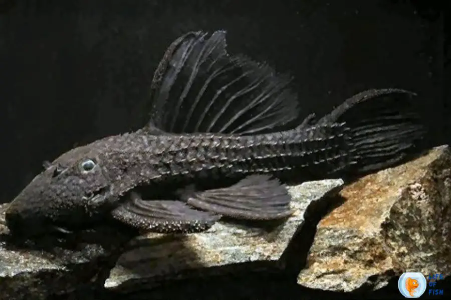 Pseudacanthicus Serratus