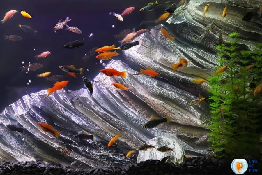 Can Fish Recover From Ammonia Poisoning