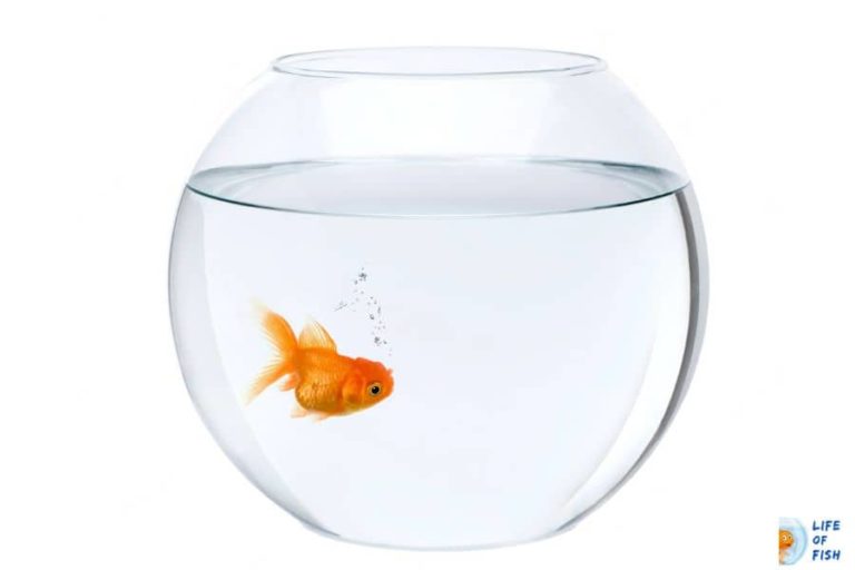 Is Super Glue Aquarium Safe? (And Correct Way To Use)