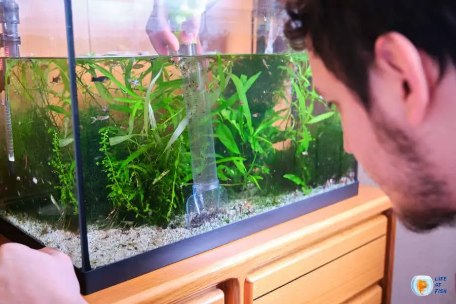 Set up a Freshwater Fish Tank