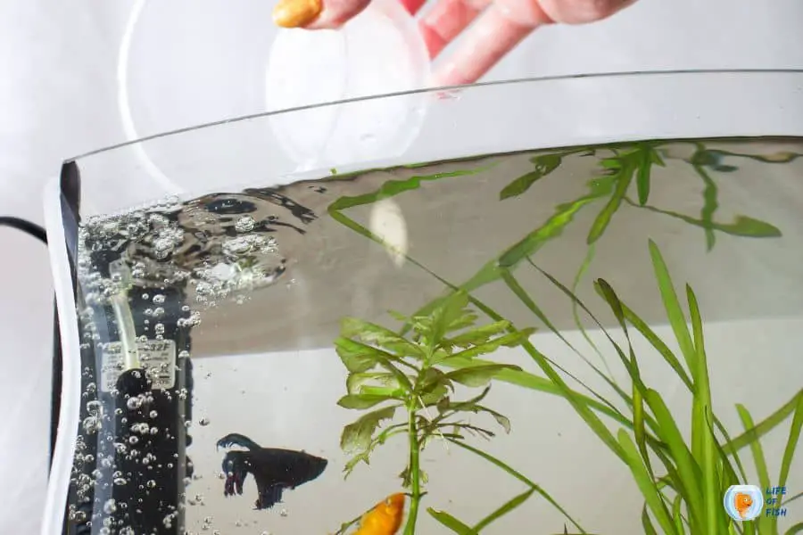 Are Daily Water Changes Bad For Fish