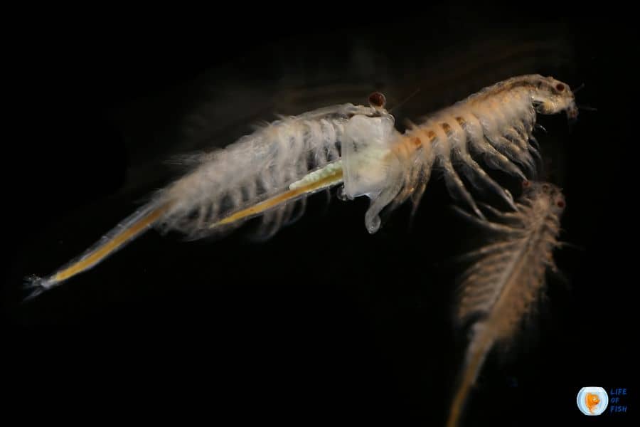 Brine Shrimp Habitat