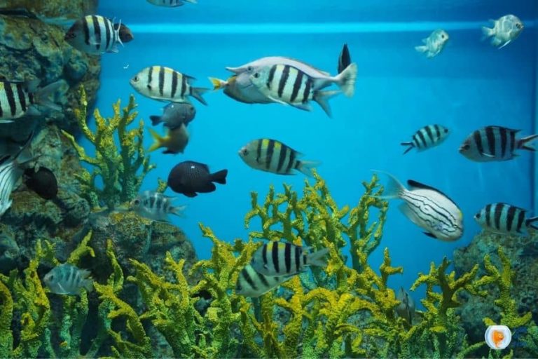 Can Fish Tanks Be In Direct Sunlight? (Pros and Cons)