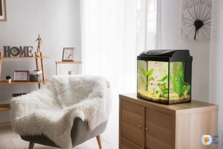 Can Fish Tanks Be In Direct Sunlight? (Pros and Cons)