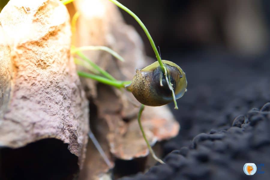 Do snails eat algae