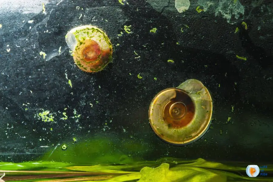 Do snails eat algae