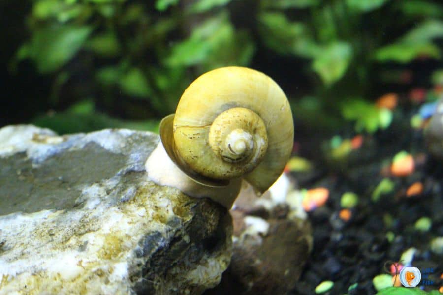 How to tell the gender of a snail