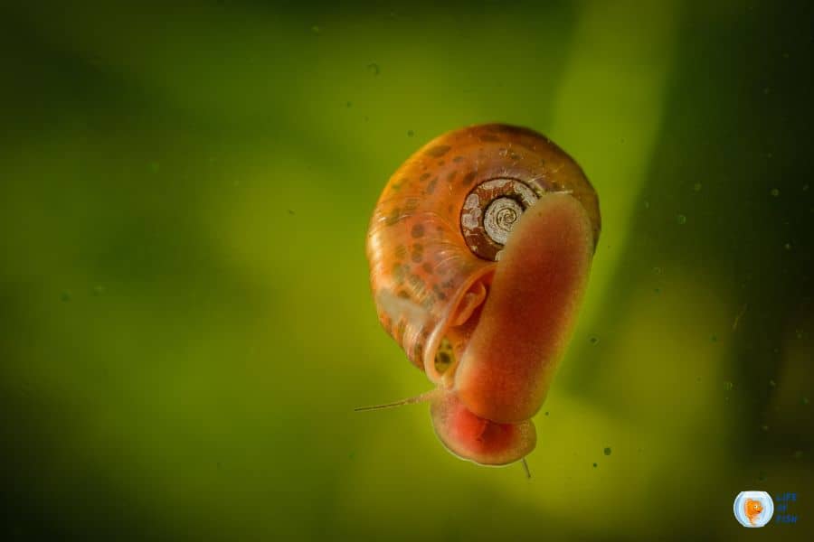 Do snails eat algae