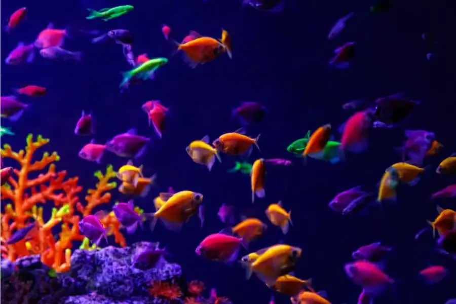 How Long Do Glofish Live