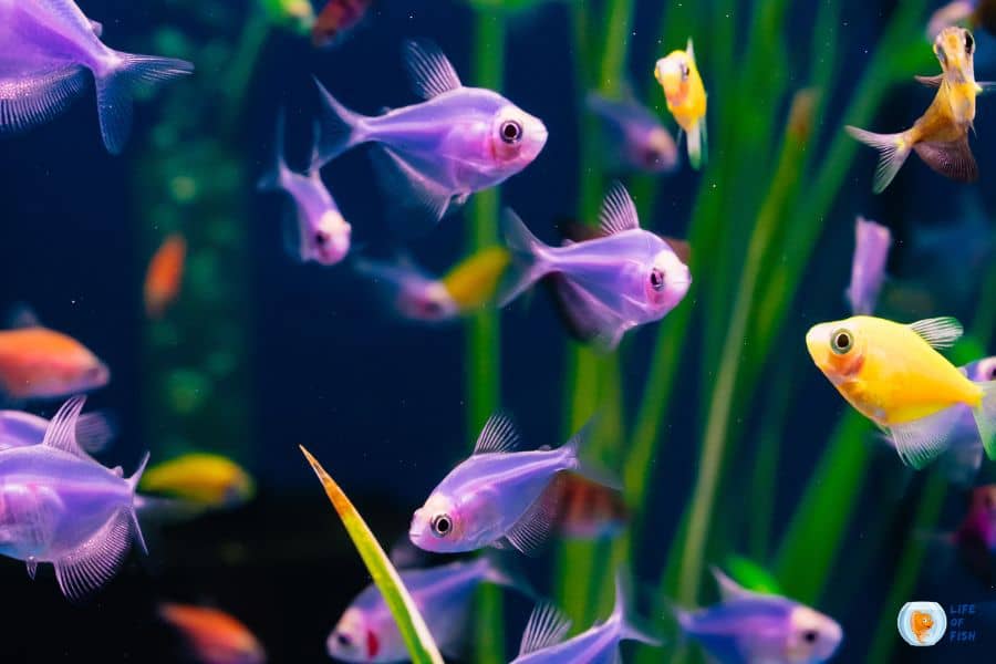 How Often Do You Feed Glofish