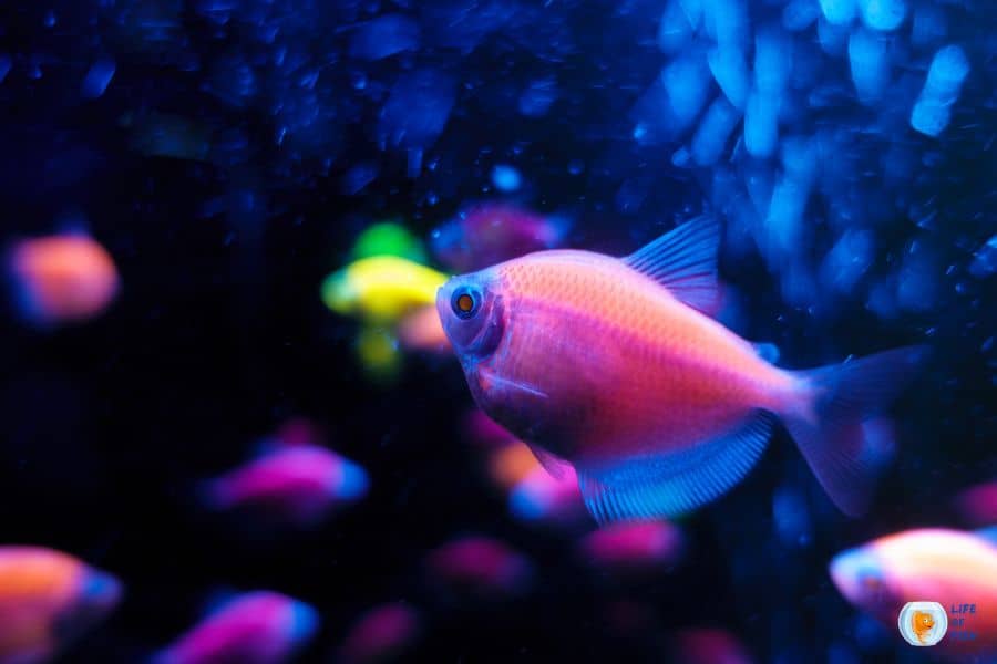 How Often Do You Feed Glofish