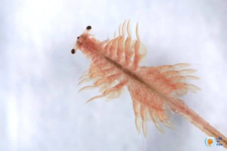How To Keep Brine Shrimp Alive? (It’s Easy)
