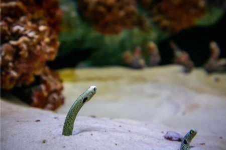 Pros And Cons Of Sand In Aquarium (Things You Didn’t Know)