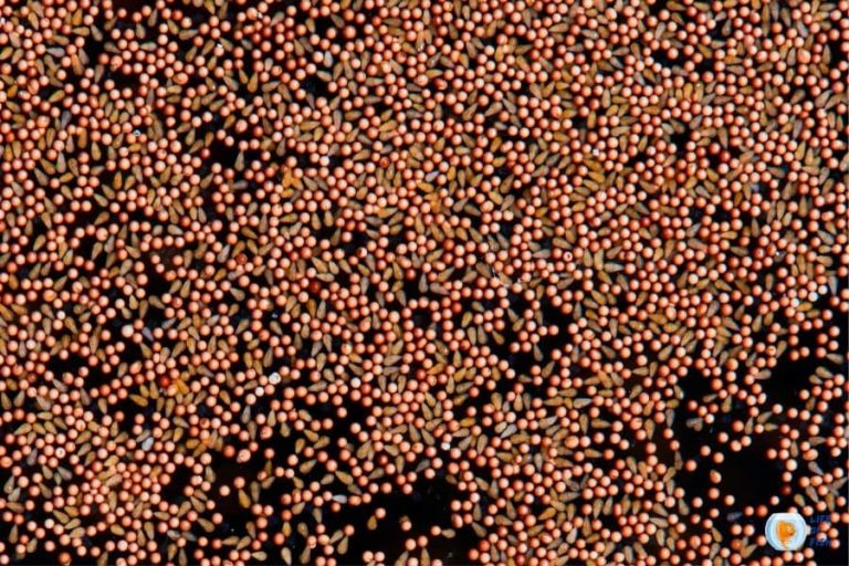 What Do Brine Shrimp Eat? (Popular Items On Their Menu)