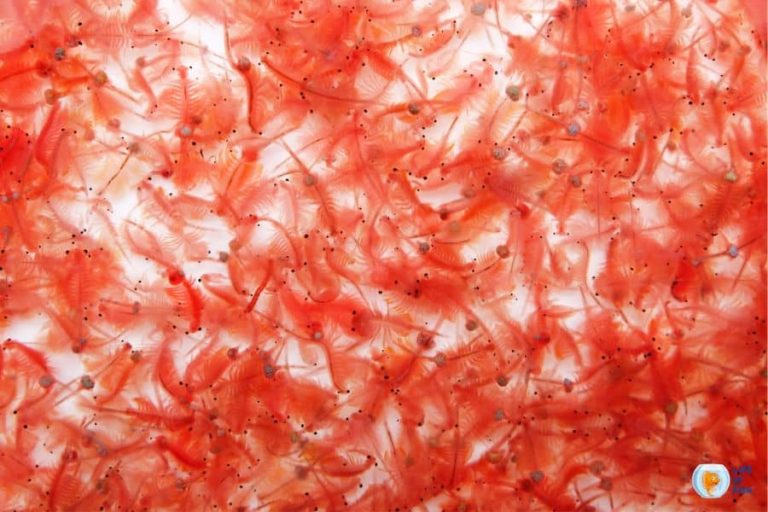 How To Keep Brine Shrimp Alive? (It's Easy)
