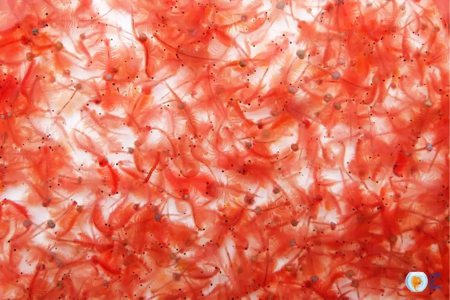 What do brine shrimp eat