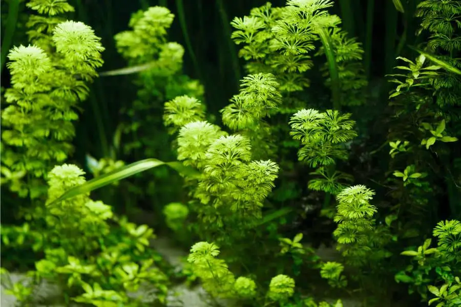 Will Ammonia Kill Aquarium Plants