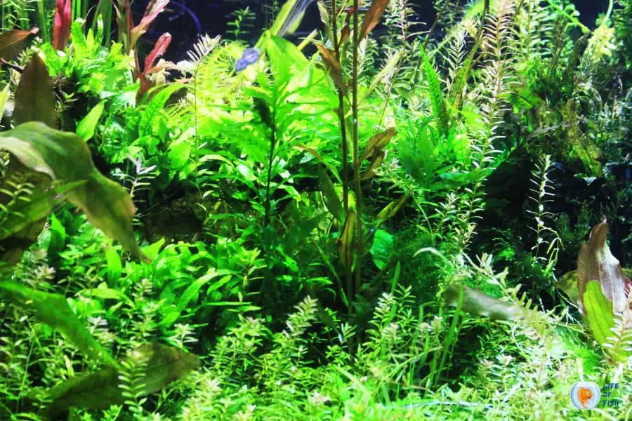 Will Ammonia Kill Aquarium Plants