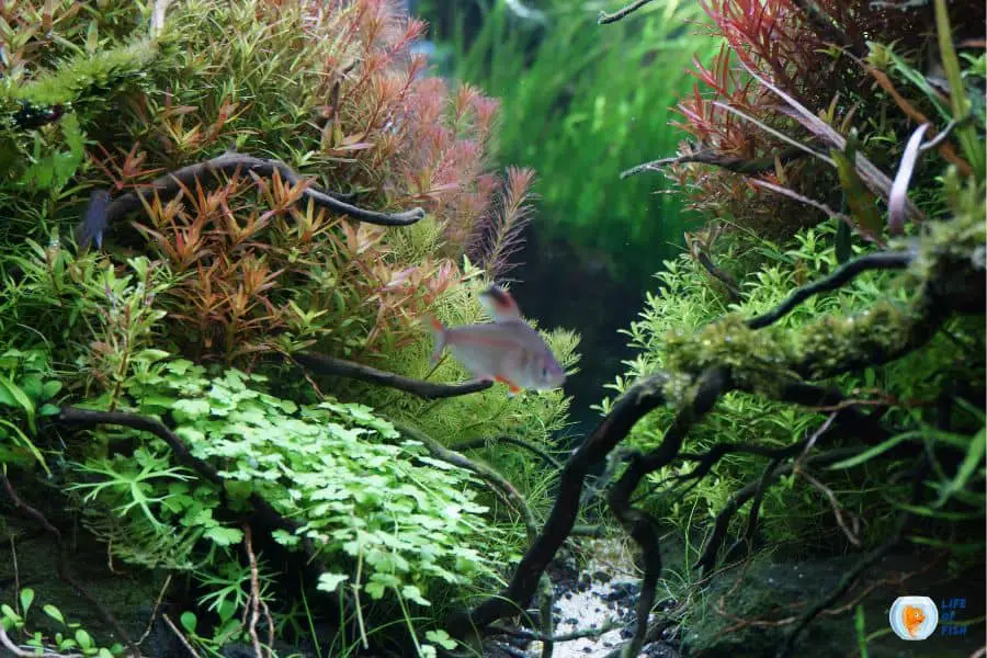 Will Ammonia Kill Aquarium Plants