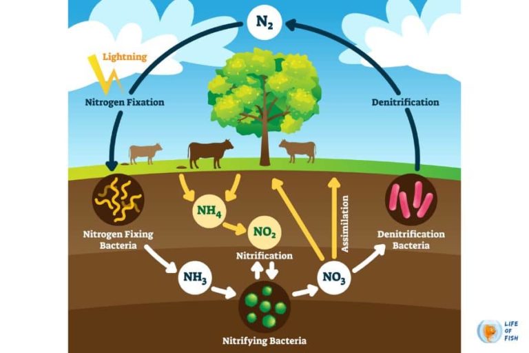 Will Ammonia Kill Aquarium Plants? ( May Be! )