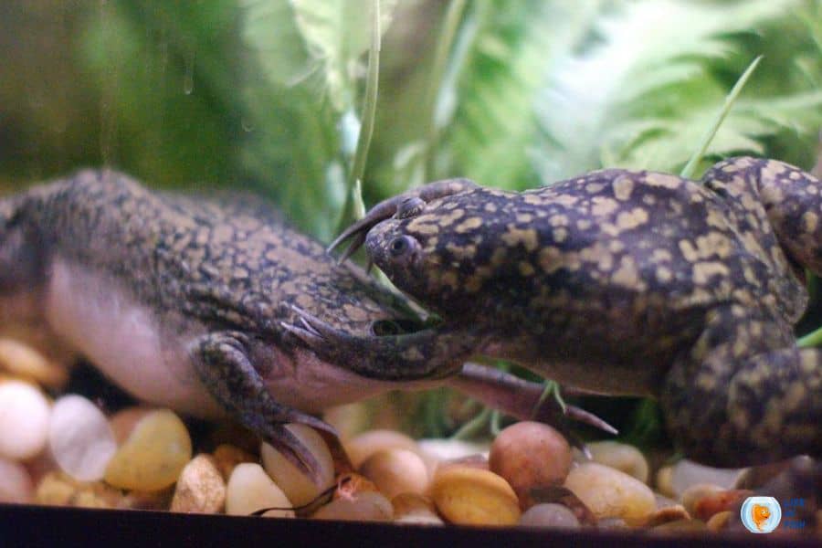 Can African dwarf frogs tolerate aquarium salt