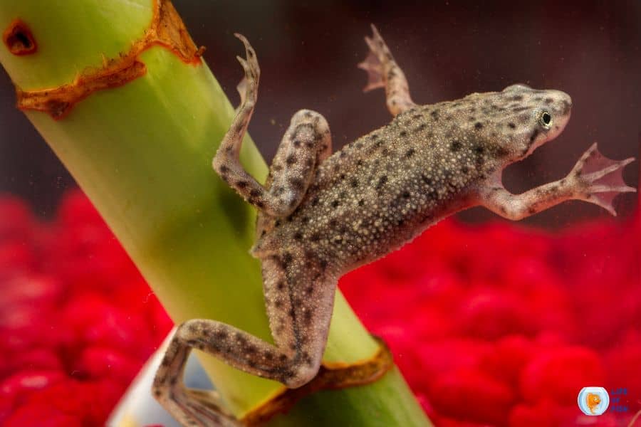 Can African dwarf frogs tolerate aquarium salt