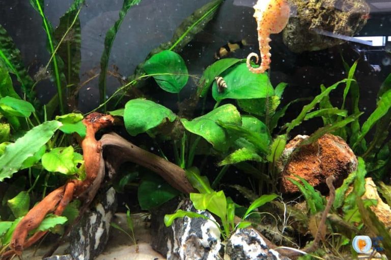 Do Fish Eat Snails? The Answer Will Surprise You