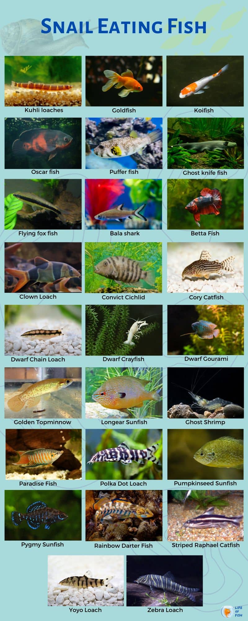 Do Fish Eat Snails infographic