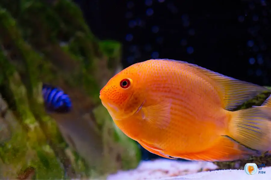 Fish Constipation - Causes, Treatment, And How To Prevent