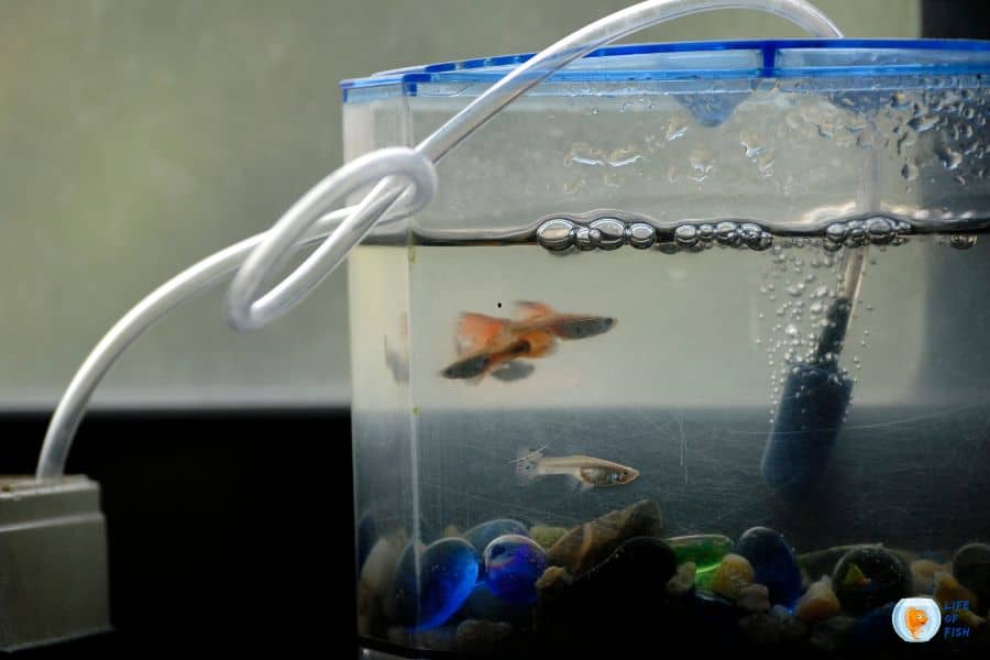 How To Stop Condensation In Fish Tank Hood
