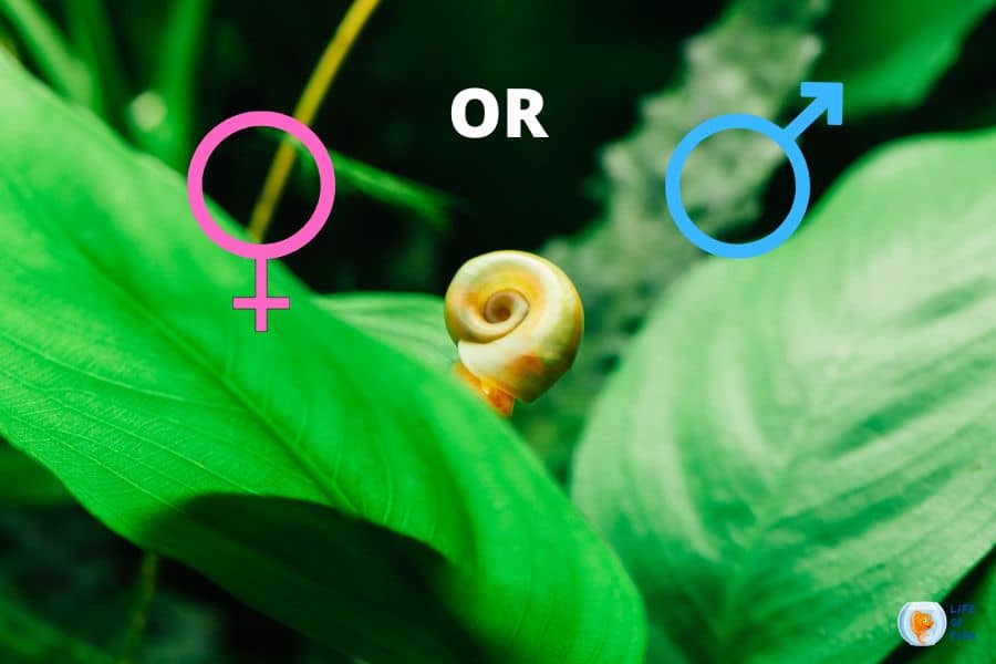 How to tell the gender of a snail