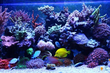 Yeast In Reef Tank | The Ultimate Guide For Beginners |