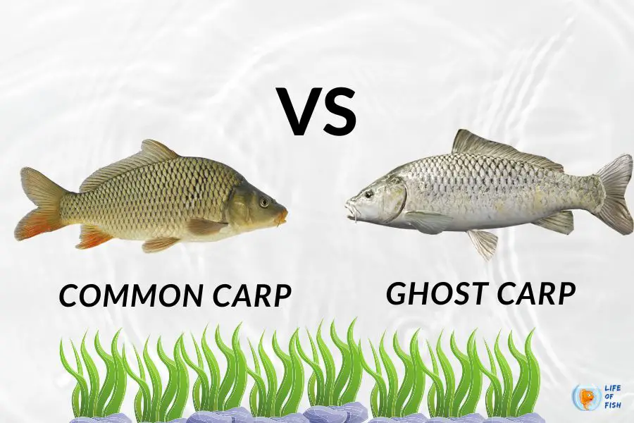 ghost carp vs common carp