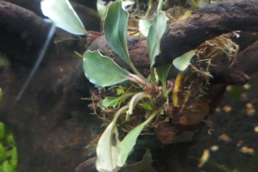How to Grow Bucephalandra Emersed