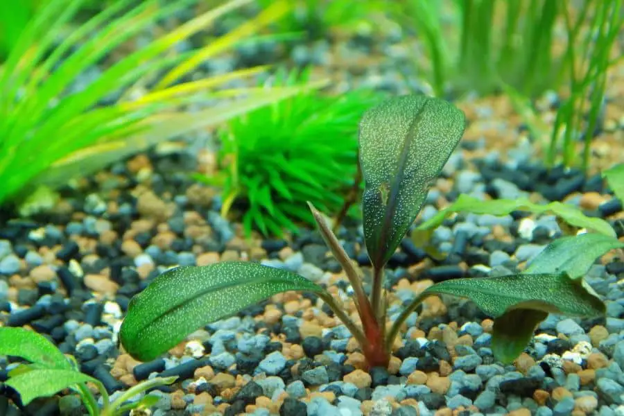 How to Grow Bucephalandra Emersed