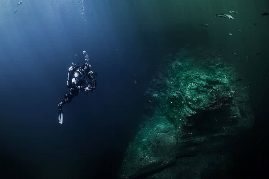 How Do Deep sea Creatures Survive