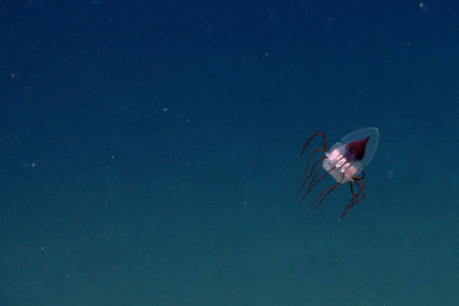 How Do Deep sea Creatures Survive