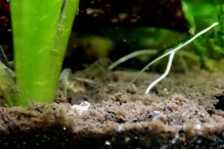 What Is Mulm In Aquariums? (Benefits And Drawbacks)