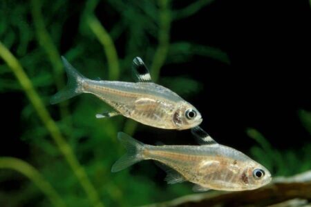 X-Ray Tetra Care ( With More Details On Breeding & Feeding! )