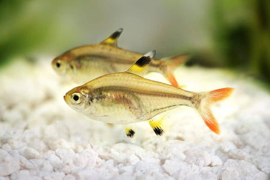 X-Ray Tetra Male Or Female