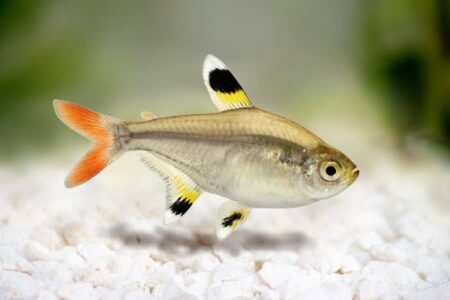Are X-ray Tetras Aggressive? And 3 Types Of Tank Mates