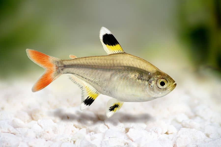 X-ray tetra