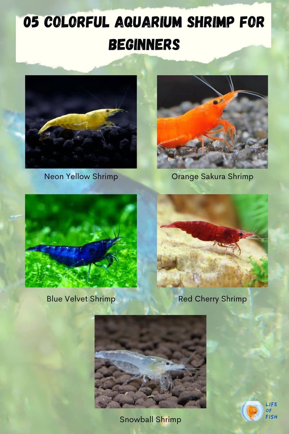 Aquarium Shrimp for Beginners infographic