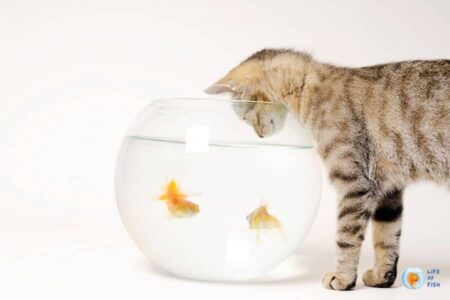 How to Pet Proof Your Fish Tank? Can Fish and Pets Co-Exist?