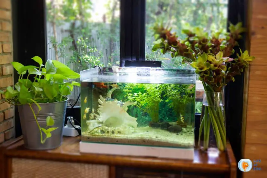 How to Pet Proof Your Fish Tank