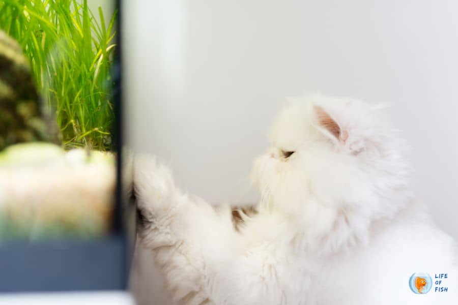 How to Pet Proof Your Fish Tank