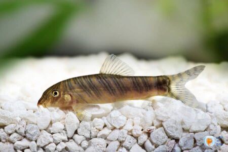 Is Zebra Loach Aggressive? ( Answer Is Here! )