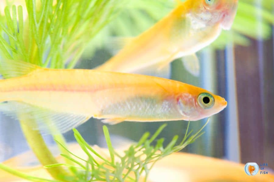 Japanese Rice Fish Care And Breeding: Easy Guide!!